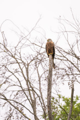 Red kite looking for prey while perching in a tree