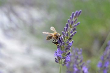 Bee feeding on lavender flower