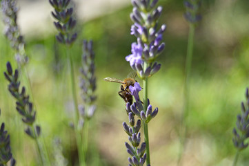 Bee feeding on lavender flower