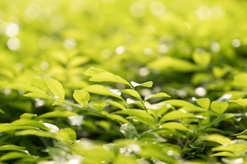 Fototapeta na wymiar green leaf with morning light background