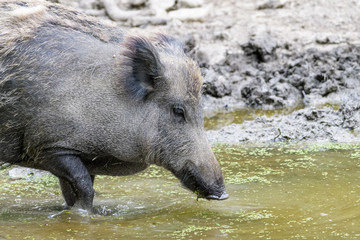 Wild boar looking for food in a mud puddle
