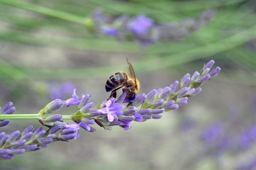 Bee feeding on lavender flower