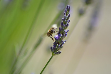 Bee feeding on lavender flower