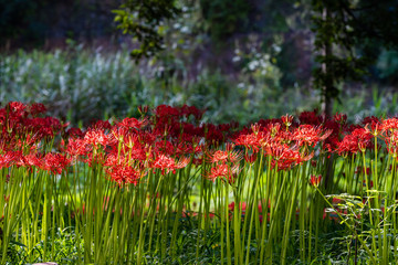 群生する巾着田の曼珠沙華