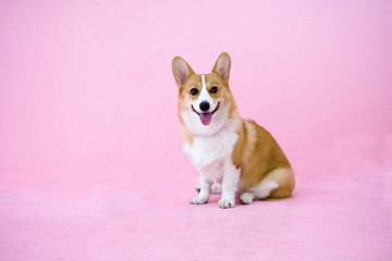 adorable welsh corgi dog smile and sitting on pink background. cute puppy waiting for playing.friendly dog waiting for owner