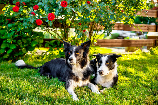 Portrait of two border collies dogs on grass.