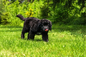 Black Newfoundland dog puppy.