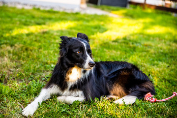 Border collie on grass.