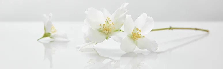 Keuken spatwand met foto panoramisch schot van jasmijnbloemen op wit oppervlak © LIGHTFIELD STUDIOS