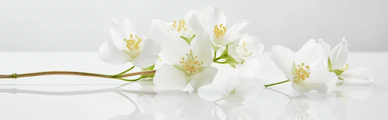 Selbstklebende Fototapete Für Sie Panoramaaufnahme von Jasminblüten auf weißer Oberfläche