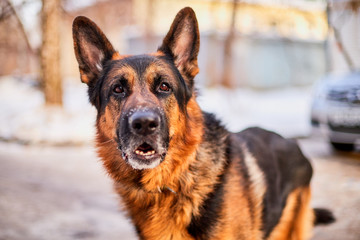 Dog German Shepherd in a city in a winter