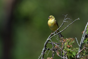 Yellowhammer on a brach