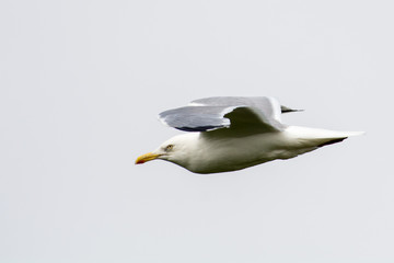 Seagull in a closeup