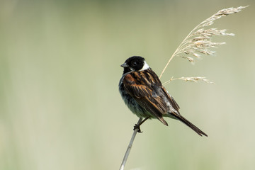 Common reed bunting in the reed