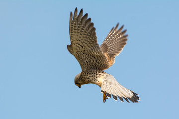 Common Kestrel in the sky 