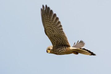 Common Kestrel in the sky 