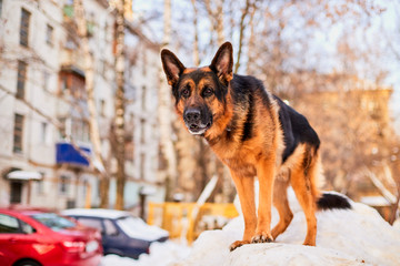 Dog German Shepherd in a city in a winter