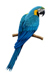 ルリコンゴウインコのイラスト