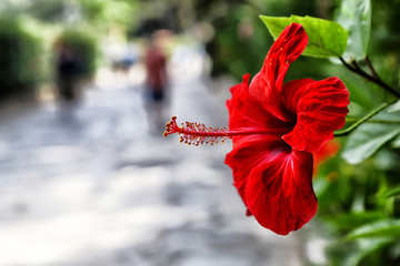 Flower near walking path in a garden for relax time