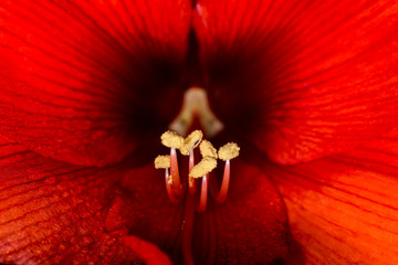 amaryllis Blütenkelch Detail © frankoppermann