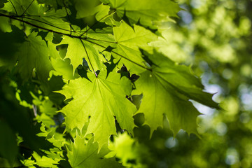 Fototapeta na wymiar natural background green maple leaf