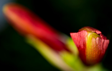 Amaryllis Blütenkelch Detail