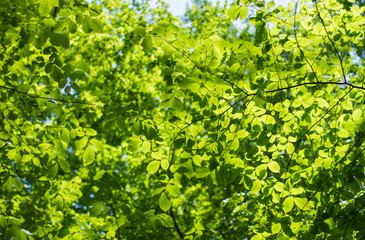 natural green background of foliage trees