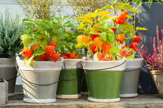 Orange Physalis With Green Leaves In Ceramic Pots. Beautiful Bright Farm Plants Physalis Red Pepper, Mexican Tomato Tomatillo. Vegetables In Pots Harvesting, Plants Garden Organic