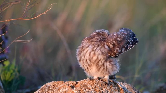Owls. Young little Owls (Athene noctua) sits on a rock in the soft evening light and brushes its feathers