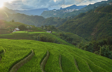 Obraz premium Rice fields on terraced of Sa Pa, YenBai, Vietnam. Rice fields prepare the harvest at Northwest Vietnam.Vietnam landscapes.