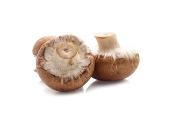 champignon mushrooms on white background