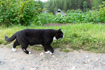 Black and white cat walks carefully along the trail on a summer day. Close-up.