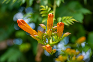 Fototapeta premium Beautiful flowers of the trumpet vine or trumpet creeper-Campsis radicans