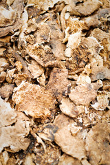 Freshly harvested organic mushrooms background. Edible mushrooms