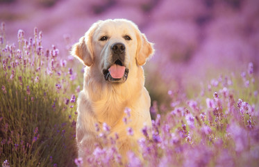 Golden retriever dog in the lavender field