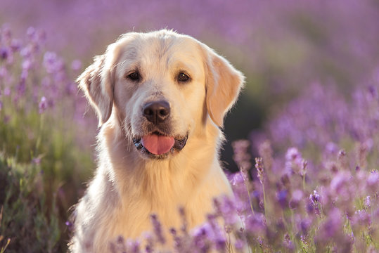 Golden retriever dog in the lavender field © SasaStock