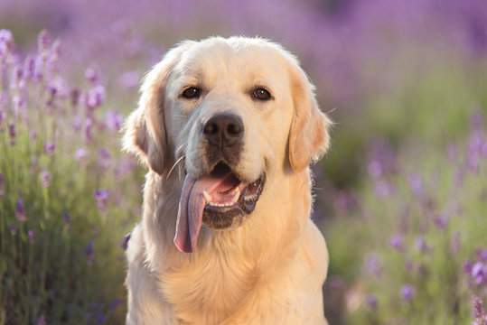 Golden retriever dog in the lavender field © SasaStock