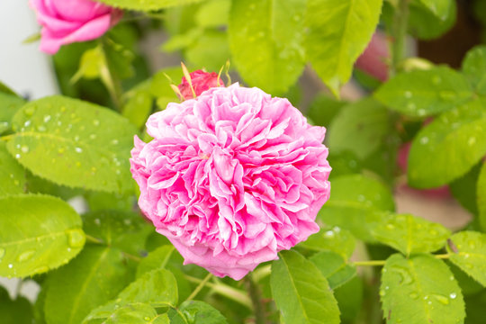 Centifolia, rose de Provence, Rose de Grasse, Rose des parfumeurs, rose de Mai