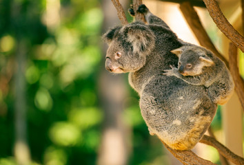 Cute Australian mother Koala with her joey.