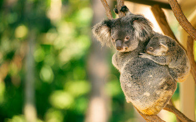 Cute Australian mother Koala with her joey.