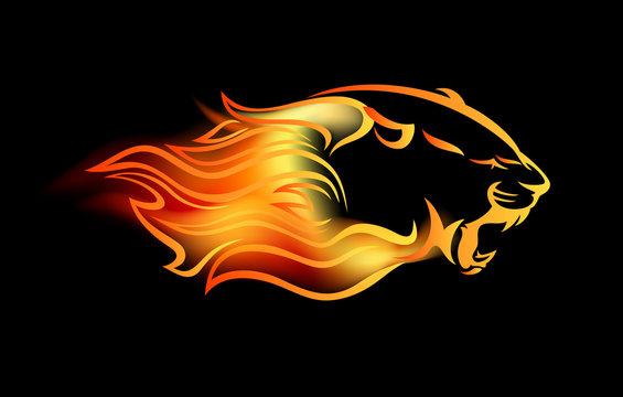 roaring mountain lion head with fire flames - attacking wild animal vector design