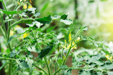 Fototapeta na wymiar Blooming bush of tomatoes inside greenhouse. - Image
