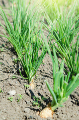  Growing green onion in the vegetable garden. - Image