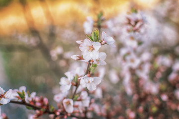 cherry blossoms with white flowers