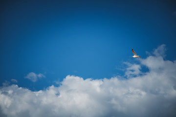 Beautiful white seagull flying against the blue sky and white clouds, freedom and flight concept
