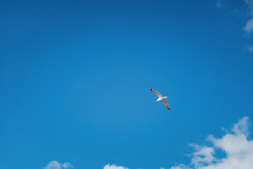 Beautiful white seagull flying against the blue sky and white clouds, freedom and flight concept