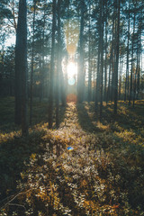 Naklejka premium Beautiful landscape, sunset in the dense pine forest, the beauty of northern nature