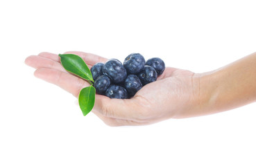 handful of freshly picked blueberries isolated on white