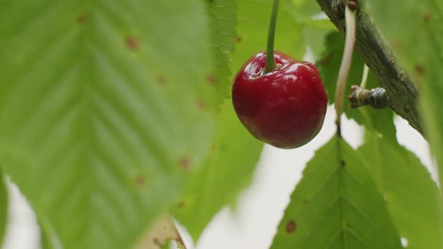 Ripe cherry fruit hanging on a cherry tree. Static shot.c