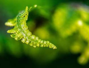 Fototapeta premium young green fern